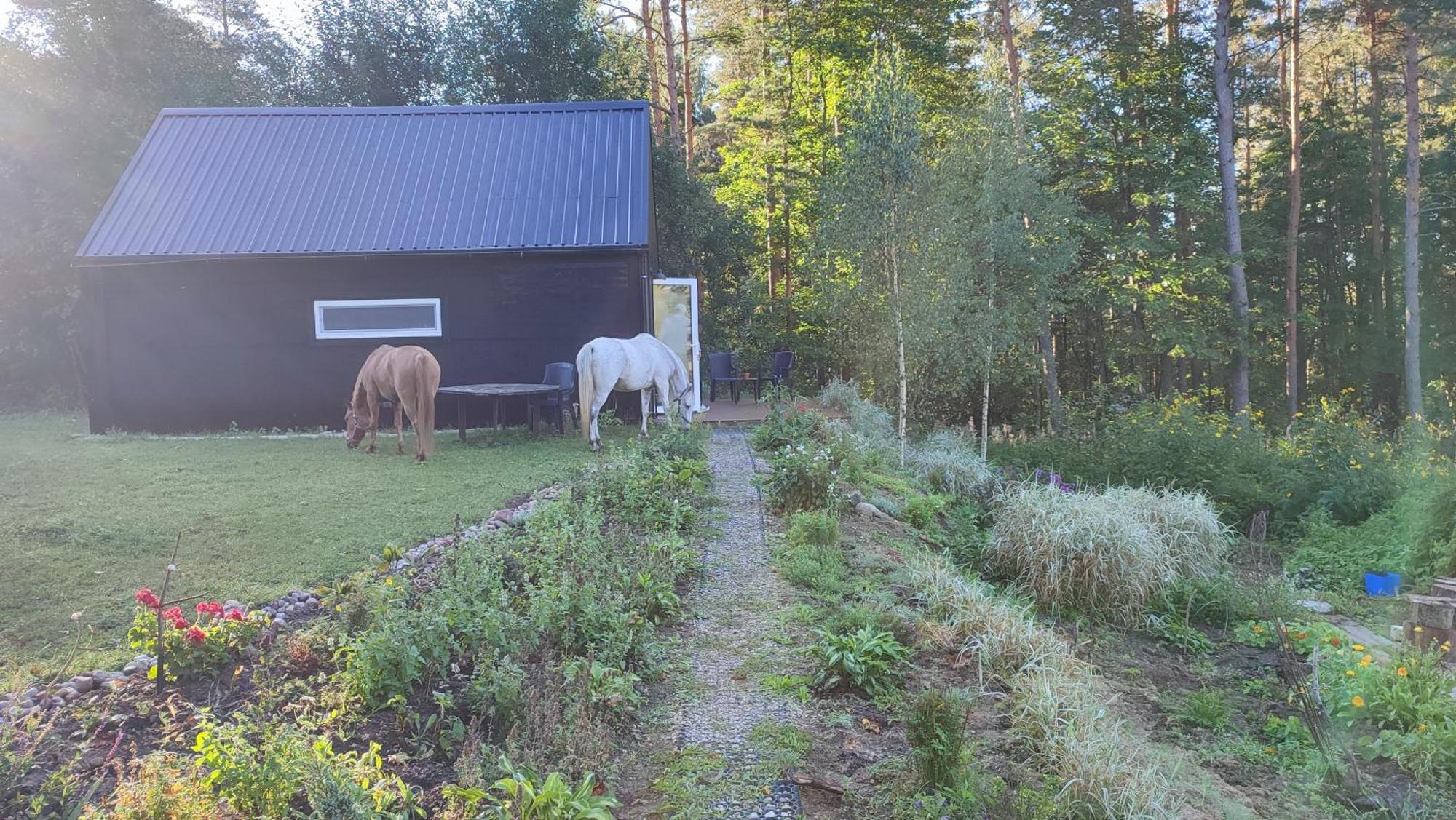 Modern Sauna Cabin In Horse Ranch Liyeplauke Esterno foto